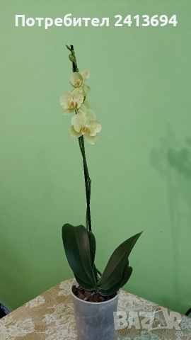 орхидея пелорик , снимка 2 - Стайни растения - 53293127