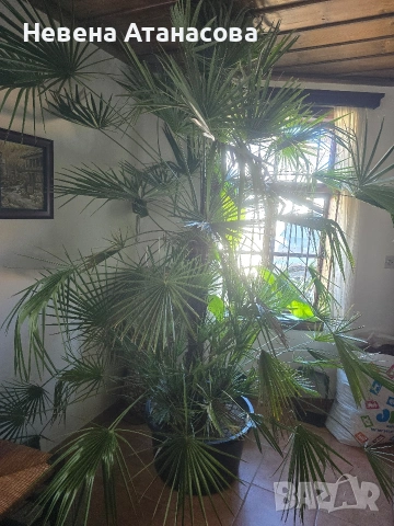 Ветриловидна палма, снимка 6 - Стайни растения - 53850226