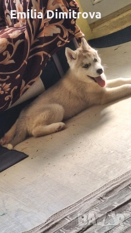 кучета хъскита , снимка 3 - Хъски - 53786158