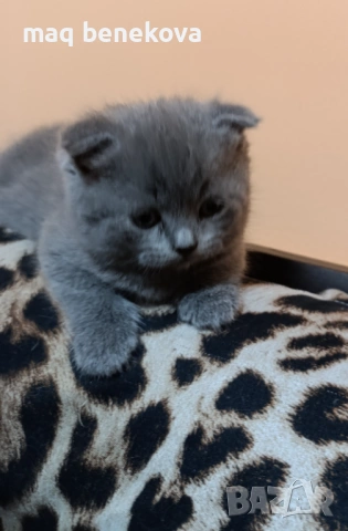  Прекрасни британско и шотландско котета момичета!