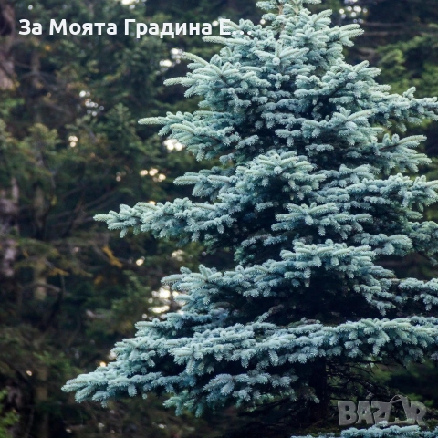 Сребрист Смърч, снимка 2 - Градински цветя и растения - 54020469