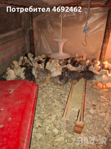 Пилета на 25 дена, снимка 3 - Кокошки и пуйки - 54247541