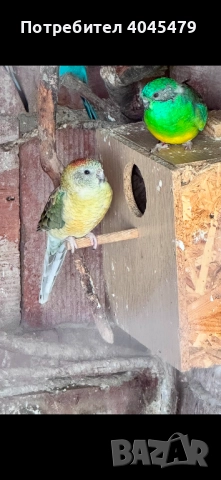 Продавам пойни папагали и вълнисти папагалчета, снимка 2 - Папагали - 51942070