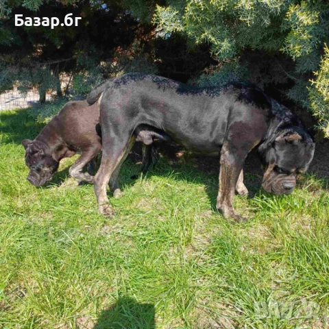 Кане Корсо за разплод , снимка 6 - Кане корсо - 37762766