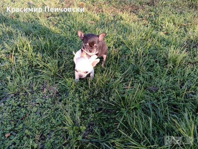 мъжко чихуахуа. 