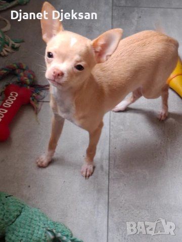 Продавам малко чихуа, снимка 3 - Чихуахуа - 53481992