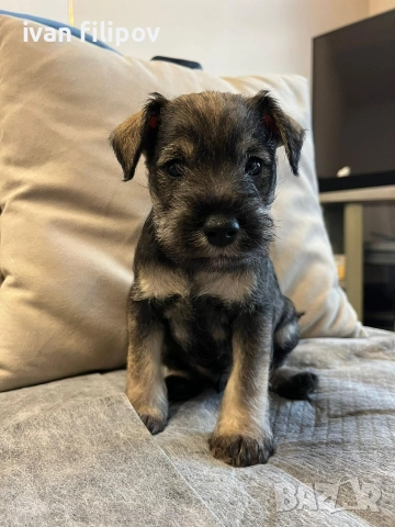 Мини шнауцер/цверг шнауцер, снимка 2 - Други животни - 52975045