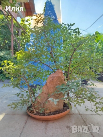 Бонсай заготовка тип гора от Бряст , снимка 7 - Градински цветя и растения - 51471172