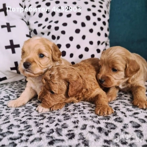 кокер шпаньол момче родословен баща , снимка 4 - Кокер шпаньол - 52716913