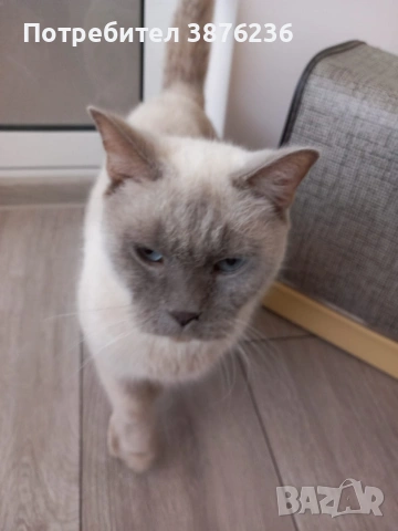 Британска късокосместа Колор пойнт , снимка 4 - Британска късокосместа - 53461143