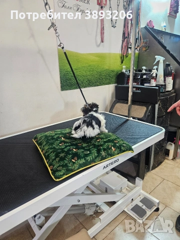 биверчета, снимка 15 - Йоркширски териер - 52788675