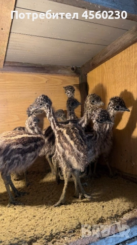 Бебета Голямо Ему, снимка 2 - други­ - 53910196