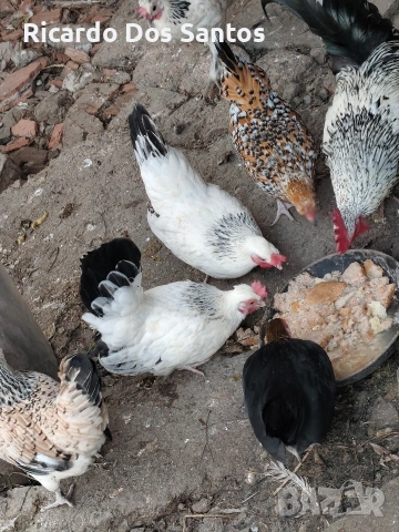 Джинки, снимка 4 - Кокошки и пуйки - 53404785