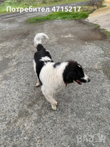 Овчарско куче , снимка 2 - Каракачанска овчарка - 53174773