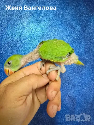 Ексклузивна цена до 1 юни Топ.. Малък александър., снимка 9 - Папагали - 50437180