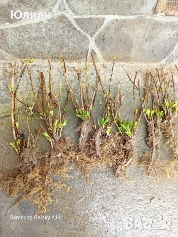 Хортензия бяла и розова , снимка 6 - Разсади - 50764477