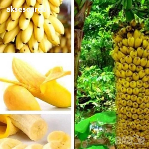 Нови 50 бр. Семена от Бонсай бананово дърво екзотични редки плодове палма за декорация на градината , снимка 16 - Сортови семена и луковици - 53428692