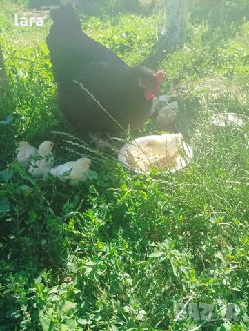 кокошка с пиленца, снимка 3 - Кокошки и пуйки - 46347638