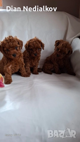 Той пудел / Теа Къп ., снимка 7 - Пудели - 53343824