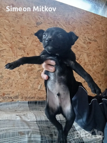 здравейте приятели продавам пинчер  на 2 месеца мъжко тел за връзка 0876891693