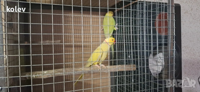 Папагали Малък Александър /двойка, снимка 2 - Папагали - 43090136