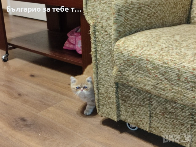 Женска екзотична персийска котка на 7 месеца., снимка 6 - Персийска - 53845127