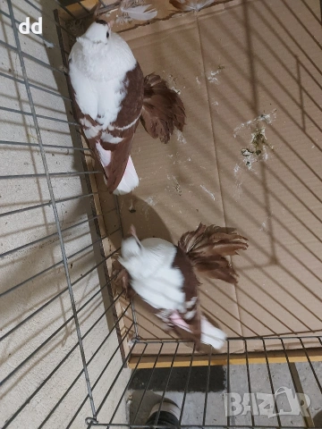 саксонски чайки , снимка 3 - Гълъби - 53879036