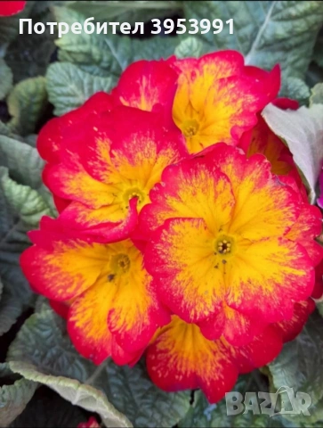 Иглика ароматна студоустойчива 