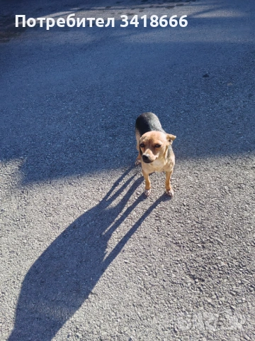 Подарява се пинчер , снимка 4 - Пинчер - 53658838