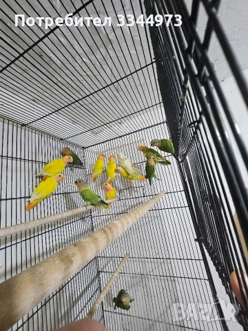 неразделки и вълнисти папагали, снимка 3 - Папагали - 52897576