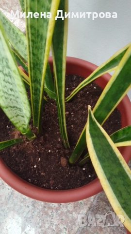 Сансевиера 2 вида / Sansevieria Hahnii/Sansevieria trifasciata  , снимка 15 - Стайни растения - 50819879