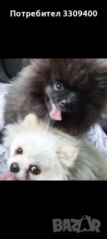 Продавам померан 5м. с родословие , Черно момче или заменям за женско, снимка 1