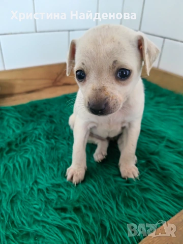 Кученце между пинчер и чихухуа , снимка 3 - Пинчер - 53695345