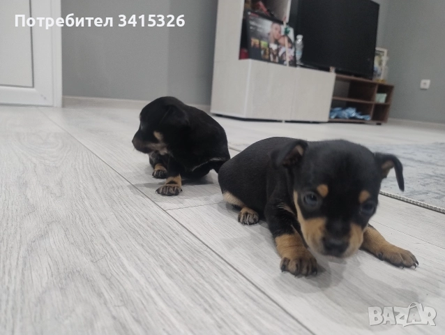 Продавам пинчери – стандартен цвят