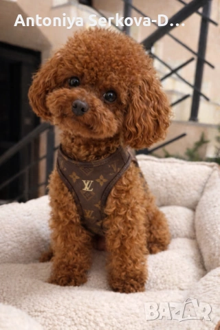 Pudel toy/Пудел той /заплод