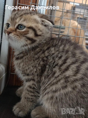 шотландски котки, снимка 2 - Британска късокосместа - 54044750