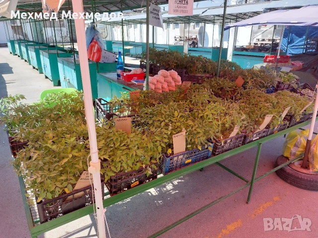 ## 🍅 **ПРОДАВАМ ПЪРВОКЛАСЕН РАЗСАД ДОМАТИ ОТ ПРОИЗВОДИТЕЛ** 🍅, снимка 7 - Разсади - 54156535