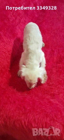 кокер шпаньоли, снимка 4 - Кокер шпаньол - 54056836