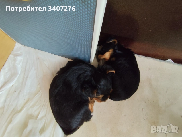 мини йоркширски териер , снимка 2 - Йоркширски териер - 54206503