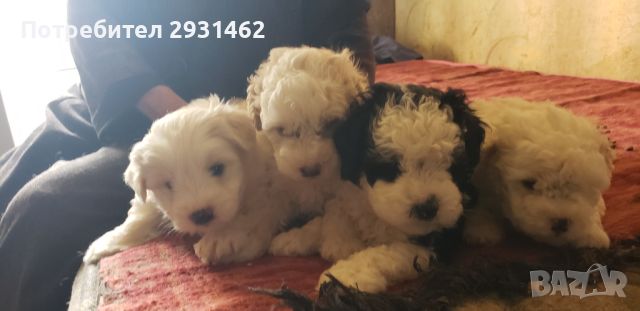 BICHON FRIZE- FRENSKA BOLONKA, снимка 7 - Болонка - 45136327