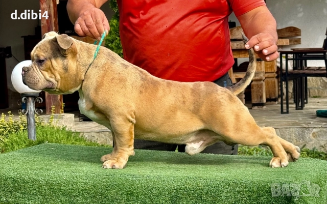 Американ були  мерле -мъжко