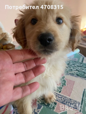 Голдън ретривър  момченце, снимка 4 - Голдън ретривър - 53689470