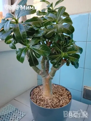 Адениум - Obesum,Arabicum,Somalense,Socotranum и DHA, снимка 5 - Стайни растения - 46112744