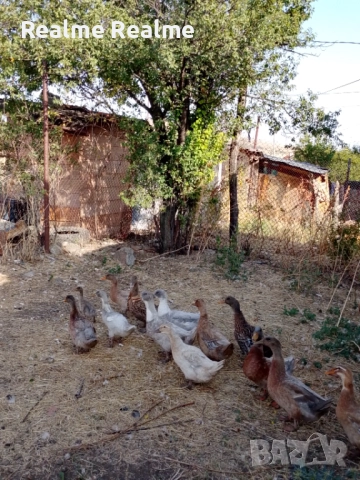 Продавам патици , снимка 5 - други­ - 52297401