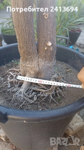 портокал "Валенсия", снимка 3 - Други стоки за дома - 51537842