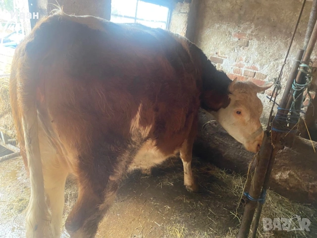Бременна крава в 7мия месец, снимка 3 - Крави - 53384869