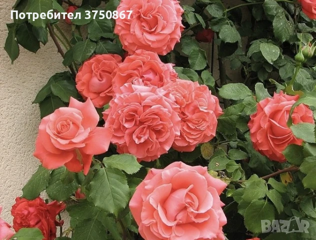 🌹 РОЗА 🌹 GPT DEE DEE BRIDGEWATER® Meitandar 🌹, снимка 2 - Градински цветя и растения - 51261946