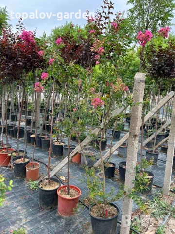 лагерстремия Индиски люляк, снимка 6 - Градински цветя и растения - 51415619