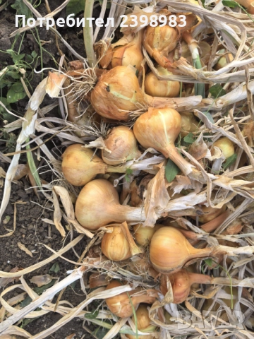 Градински Лук, снимка 3 - Домашни продукти - 52087040