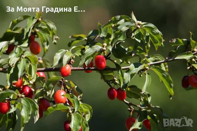 Дрян-Панчаревски Дрян , снимка 7 - Градински цветя и растения - 53634895